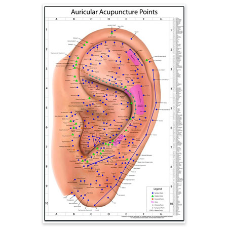 The World's Best Auriculotherapy Wall Chart